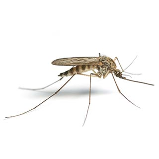 Sivrisinek & Karasinek