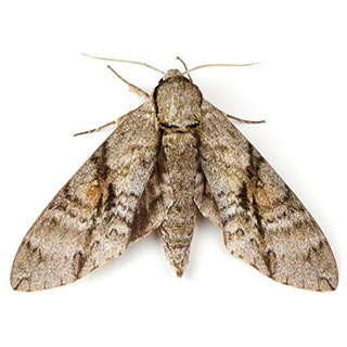 Güve